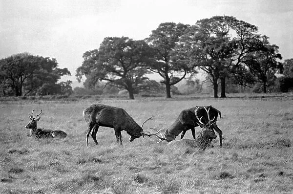 Stags in Richmond Park seen here during the rut. October 1953 D6377-001