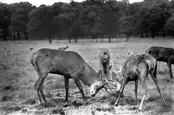 Stags in Richmond Park seen here during the rut. October 1953 D6377