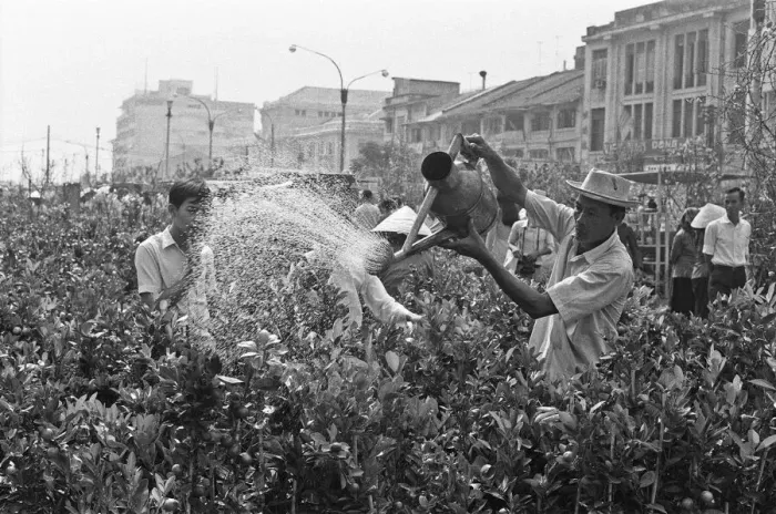 Framed Print : A stall holder waters his flowers and shrubs during the midday heat of Saigon flowers
