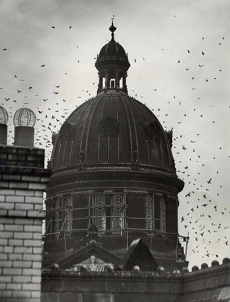 Starlings whirling around the dome of Birmingham Council House. 11  /  10  /  1950