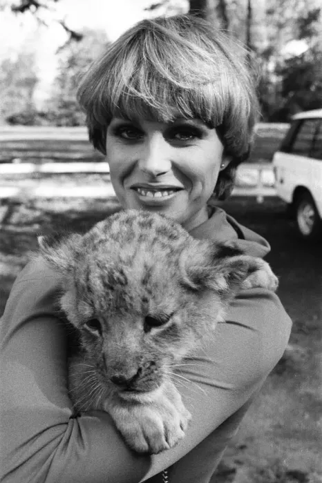 Framed Print : Stars of the new TV series The Avengers, Joanna Lumley with Sheba the lion Framed Print : Stars of the new TV series The Avengers, Joanna Lumley with Sheba the lion
