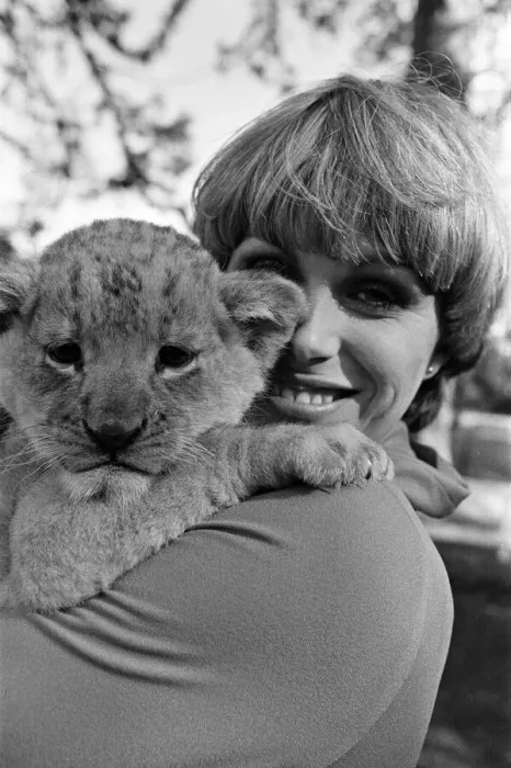 Framed Print : Stars of the new TV series The Avengers, Joanna Lumley with Sheba the lion