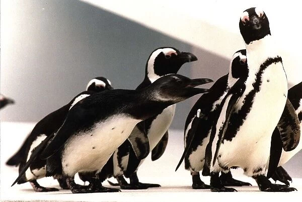 Steve the 5 month old Blackfooted Penguin was stolen from London Zoo by a group of young