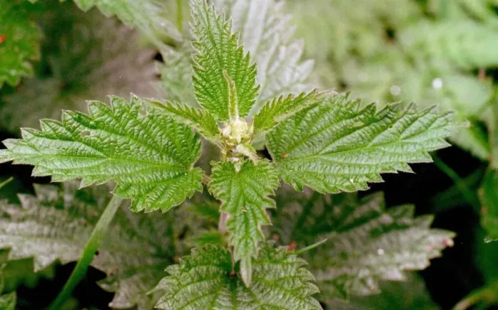 Framed Print : Stinging nettles Framed Print : Stinging nettles