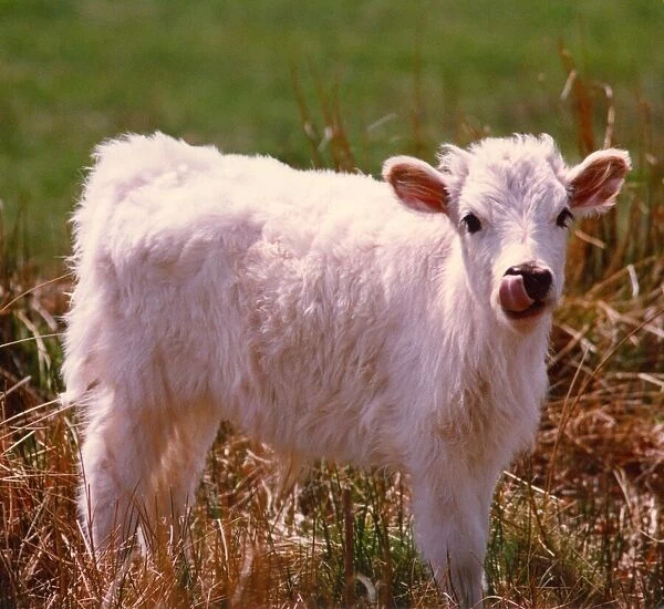 A stock picture of a new calf