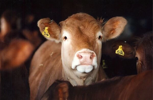 A stock picture of a young bullock