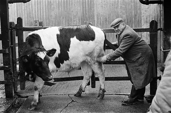 Stokesley cattle market. 1973