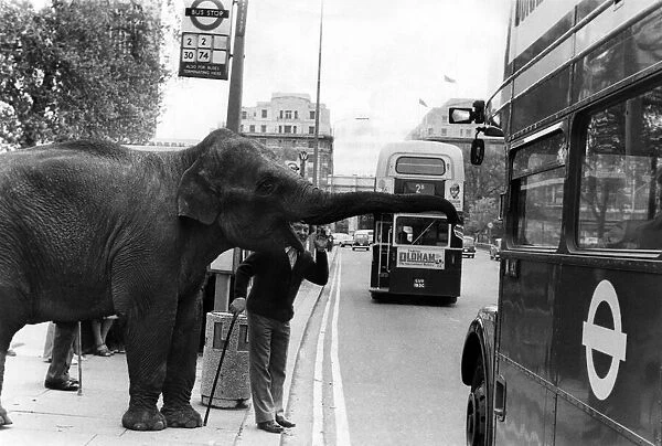 Stop here... Maureen the elephant, with Robert Brothers