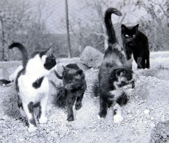 Framed Print : Stray cats home on the outskirts of Naples Italy December 1957 Framed Print : Stray cats home on the outskirts of Naples Italy December 1957
