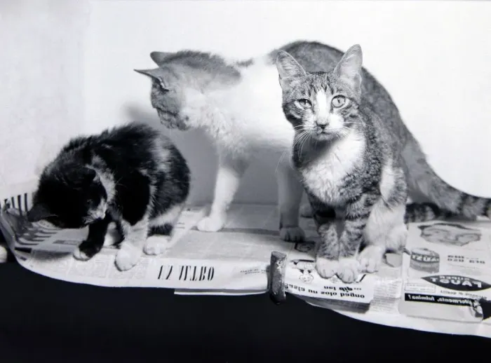 Framed Print : Stray cats home on the outskirts of Naples Italy December 1957