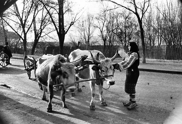 A street scene at Curtea De Arges as a woman drives her oxen cart