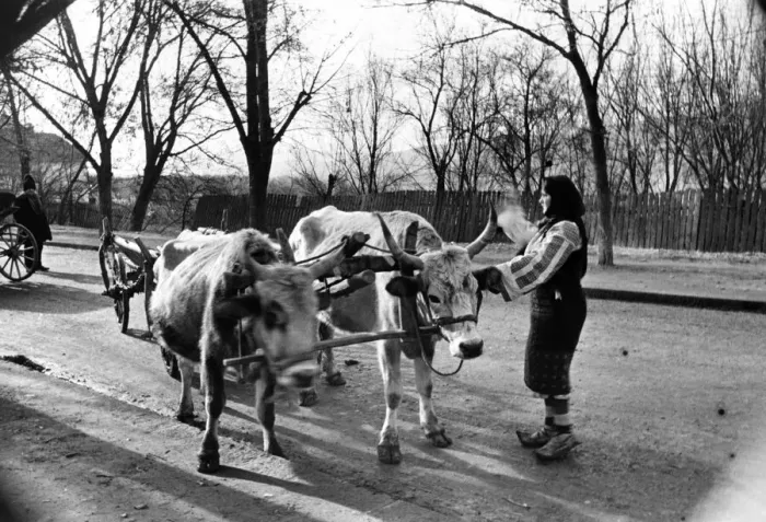Framed Print : A street scene at Curtea De Arges as a woman drives her oxen cart Framed Print : A street scene at Curtea De Arges as a woman drives her oxen cart