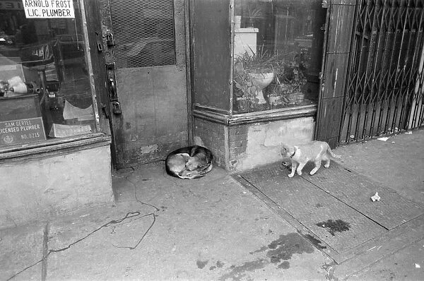 Street scene in New York. A dog curled up in a doorway, with a cat walking by