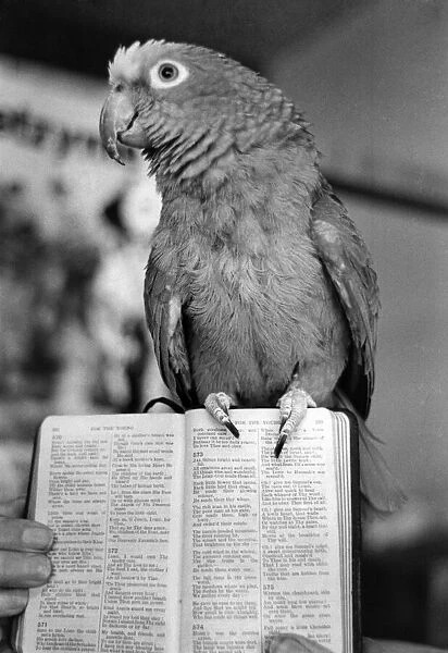 Stringer Lancaster. Bobby the psalmonious parrot. April 1981 P005889