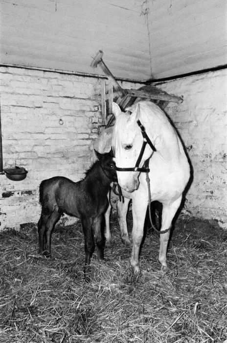 Framed Print : Stud of Lippizaner horses, which are going to be up for auction Framed Print : Stud of Lippizaner horses, which are going to be up for auction