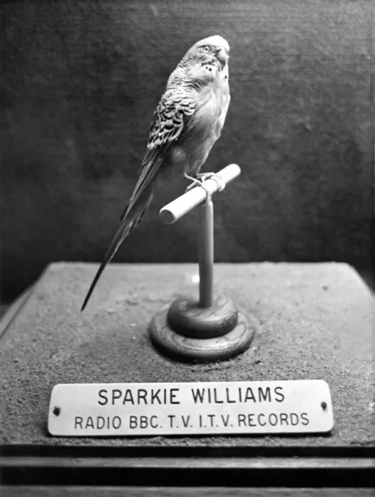Framed Print : Stuffed budgie Sparkie Williams at Newcastles Hancock Museum Framed Print : Stuffed budgie Sparkie Williams at Newcastles Hancock Museum