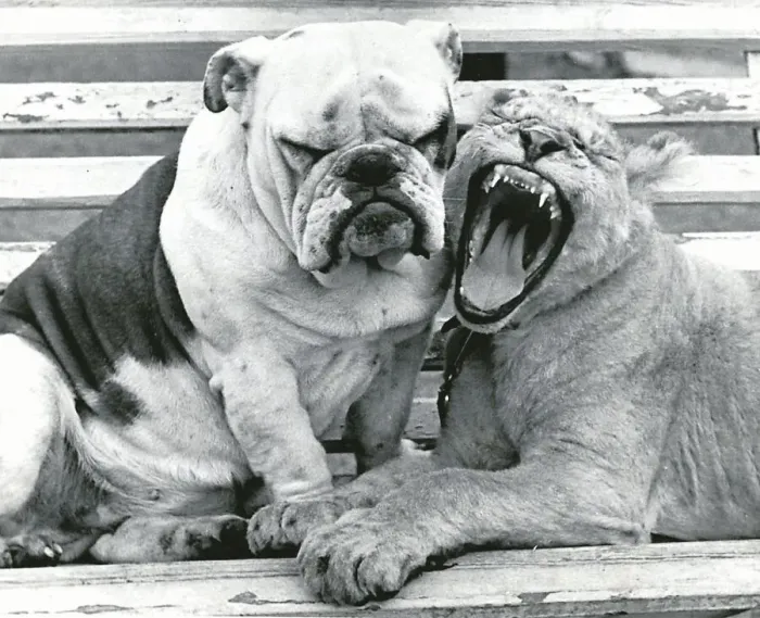 Framed Print : Sue the bulldog and Roberta the lion cub are the best of friends at Southam Zoo