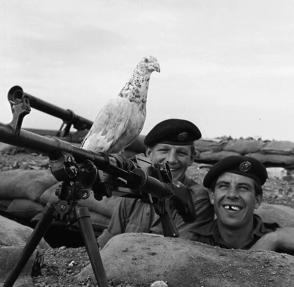 Suez Crisis 1956 British soldiers Peter Hawley (left) and Harry Perkins