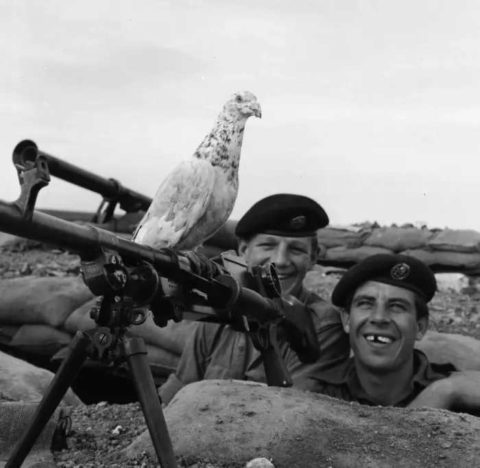 Framed Print : Suez Crisis 1956 British soldiers Peter Hawley (left) and Harry Perkins