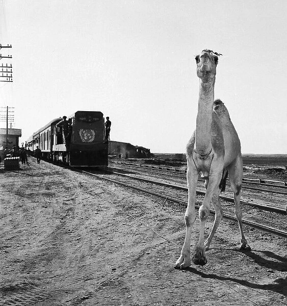 Suez Crisis 1956 A startled camel backs away as a UNO troop train arrives in Port