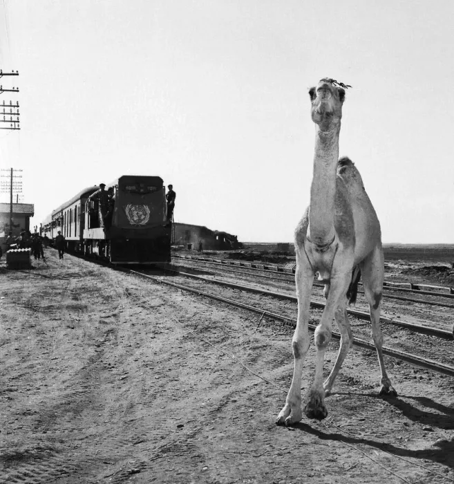 Framed Print : Suez Crisis 1956 A startled camel backs away as a UNO troop train arrives in Port Framed Print : Suez Crisis 1956 A startled camel backs away as a UNO troop train arrives in Port