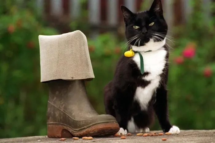 Framed Print : Suki the Cat who went walkies into trouble and into the finals of the Pet Survivor of Framed Print : Suki the Cat who went walkies into trouble and into the finals of the Pet Survivor of