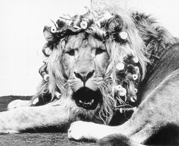 Sullivan the lion with his mane in curlers before appearing in a televison commercial for