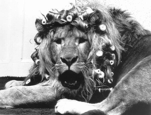 Sullivan the Lion sit in his cage with his hair in curlers at Knarsborough Zoo in