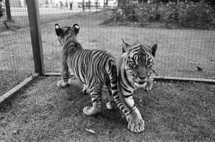 Framed Print : Sultan and Suki the tiger cubs about to make their debut at Twycross Zoo, Leicestershire Framed Print : Sultan and Suki the tiger cubs about to make their debut at Twycross Zoo, Leicestershire