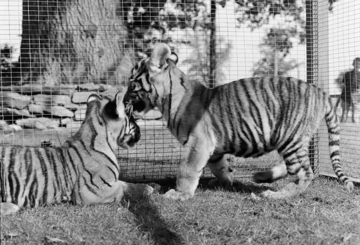 Framed Print : Sultan and Suki the tiger cubs about to make their debut at Twycross Zoo, Leicestershire Framed Print : Sultan and Suki the tiger cubs about to make their debut at Twycross Zoo, Leicestershire