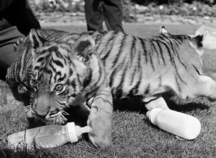 Framed Print : Sultan and Suki the tiger cubs about to make their debut at Twycross Zoo, Leicestershire