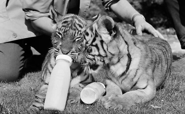 Sultan and Suki the tiger cubs about to make their debut at Twycross Zoo, Leicestershire
