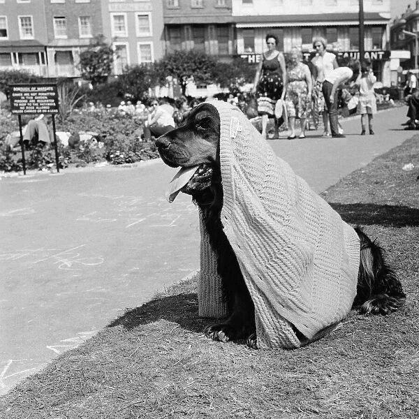 Summer scenes at Margate. Toby the spaniel enjoying the weather. 4th August 1964