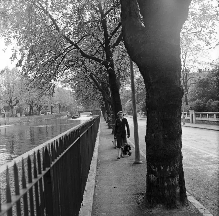Framed Print : The sun shining through the new leafs on the trees near the Union Canal, Paddington Framed Print : The sun shining through the new leafs on the trees near the Union Canal, Paddington