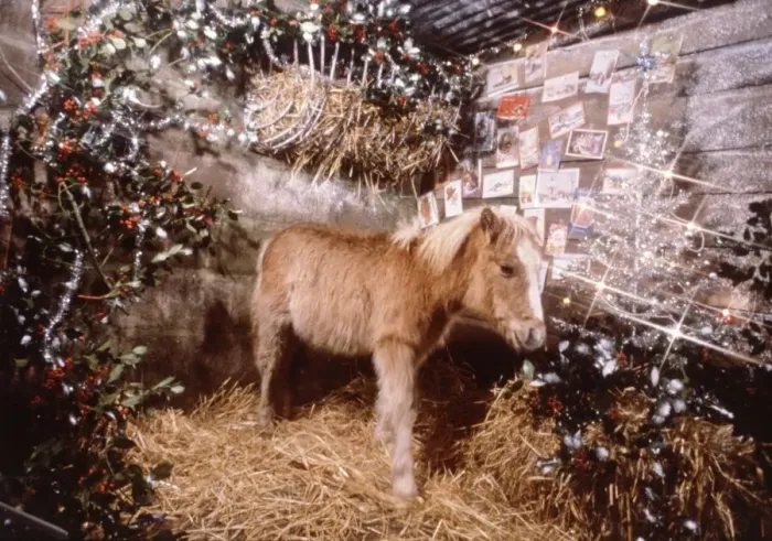 Framed Print : Sunday mirror pony Lucky pictured in a Christmas stable setting December 1982 Framed Print : Sunday mirror pony Lucky pictured in a Christmas stable setting December 1982