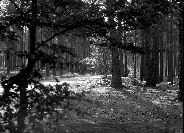 Sunlight dapples through the canopy of Oxshott Wood. Circa August 1936