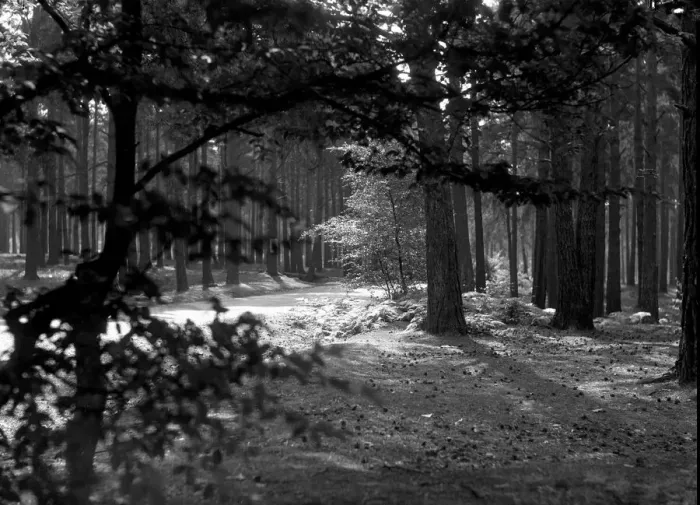 Framed Print : Sunlight dapples through the canopy of Oxshott Wood. Circa August 1936 Framed Print : Sunlight dapples through the canopy of Oxshott Wood. Circa August 1936