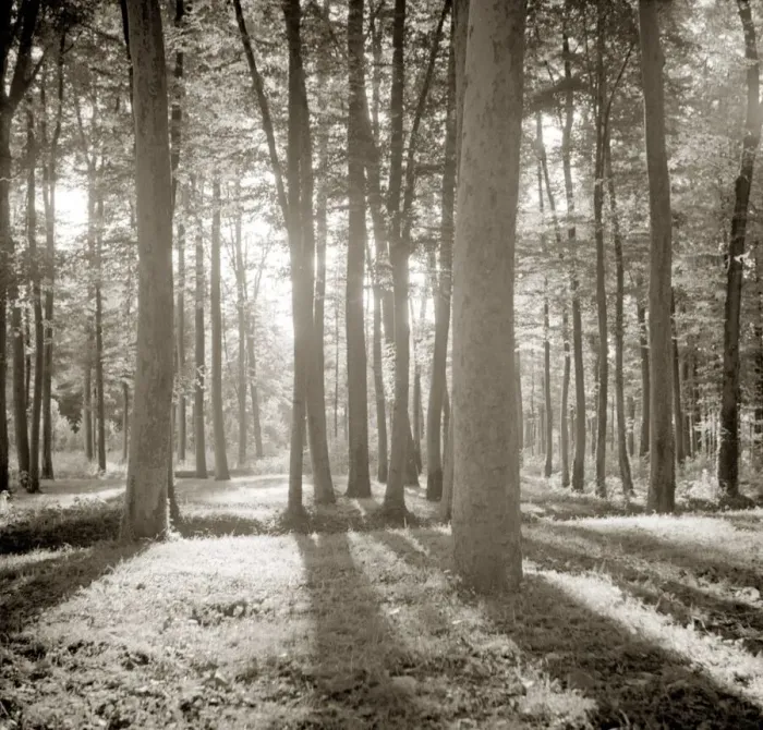 Framed Print : Sunlight shining through woodland trees Trunks light forest Peaceful scenery Framed Print : Sunlight shining through woodland trees Trunks light forest Peaceful scenery