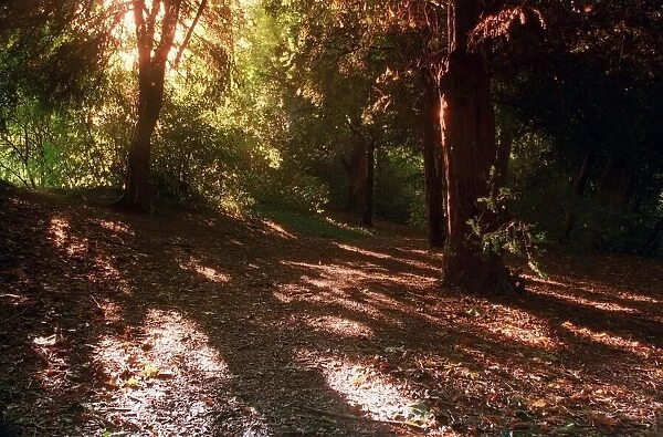 Sunlight through trees in an Essex Wood