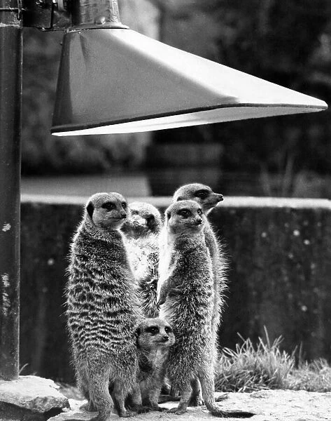 Sunny days are already here for this happy family of meerkats