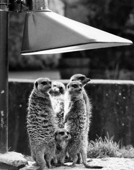 Framed Print : Sunny days are already here for this happy family of meerkats Framed Print : Sunny days are already here for this happy family of meerkats