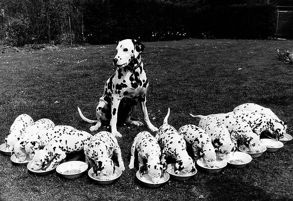 Super mum dalmation dog Kelda looks over at her litter of five week old puppies All