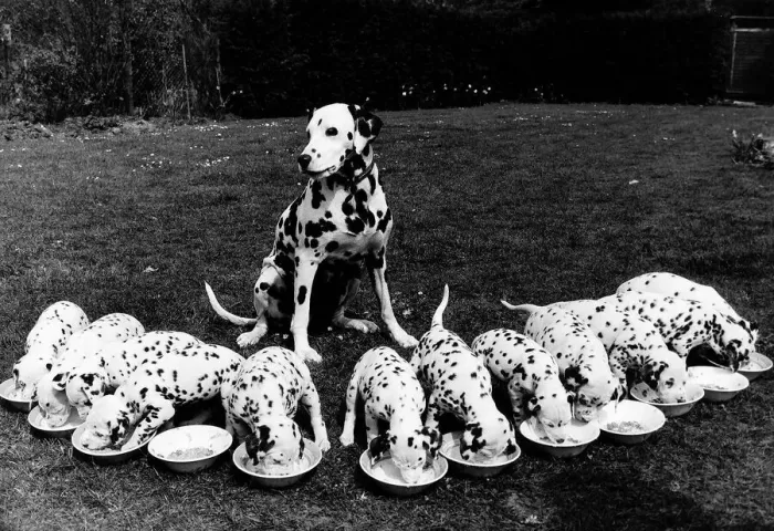 Framed Print : Super mum dalmation dog Kelda looks over at her litter of five week old puppies All Framed Print : Super mum dalmation dog Kelda looks over at her litter of five week old puppies All