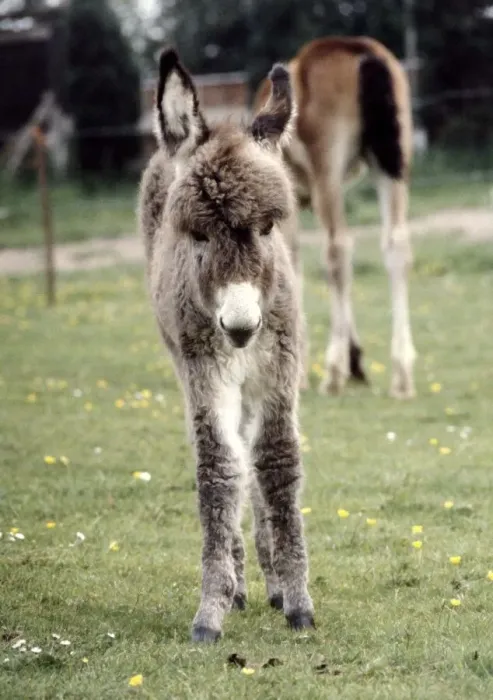 Framed Print : Surprise'the donkey foal which was born at Southam Zoo in Warwickshire Framed Print : Surprise'the donkey foal which was born at Southam Zoo in Warwickshire