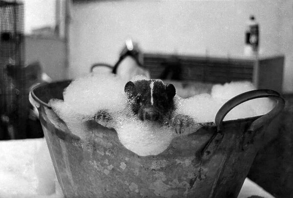 Surprising to see a skunk having a bath. But, of course
