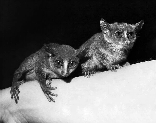 The two surviving bush babies pictured at the R. S. P. C. A hostel for animals at