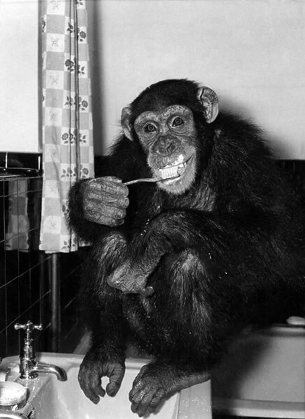Susan the chimp brushes her teeth at night. March 1955