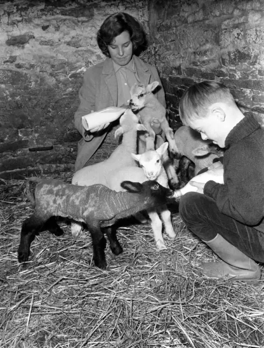 Framed Print : Susan Da Vies (22) and her brother John feeding some of the 36 newly born lambs on her Framed Print : Susan Da Vies (22) and her brother John feeding some of the 36 newly born lambs on her