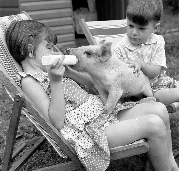 Susan and John Aldridge seen feeding a piglet. August 1953 D4085