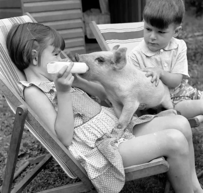 Framed Print : Susan and John Aldridge seen feeding a piglet. August 1953 D4085 Framed Print : Susan and John Aldridge seen feeding a piglet. August 1953 D4085